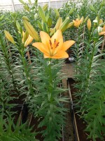 [4051 Royal Trinity SES No01.JPG]